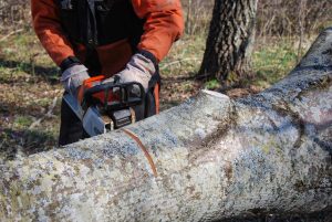 cutting your own tree