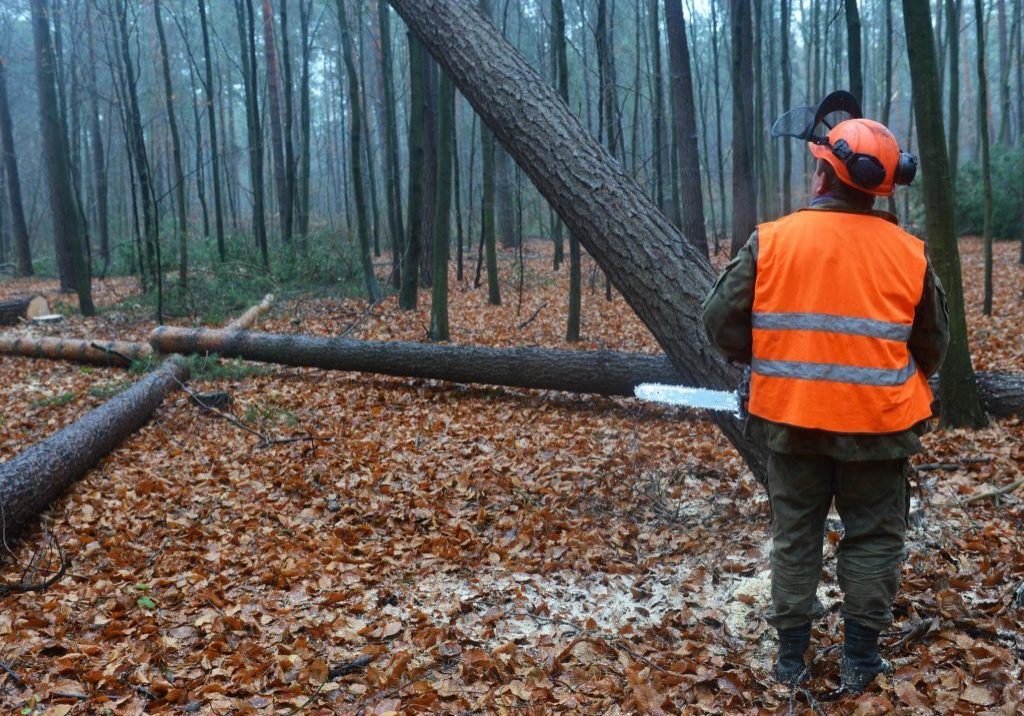 Norwalk Tree Service Pros - Land Clearing 1