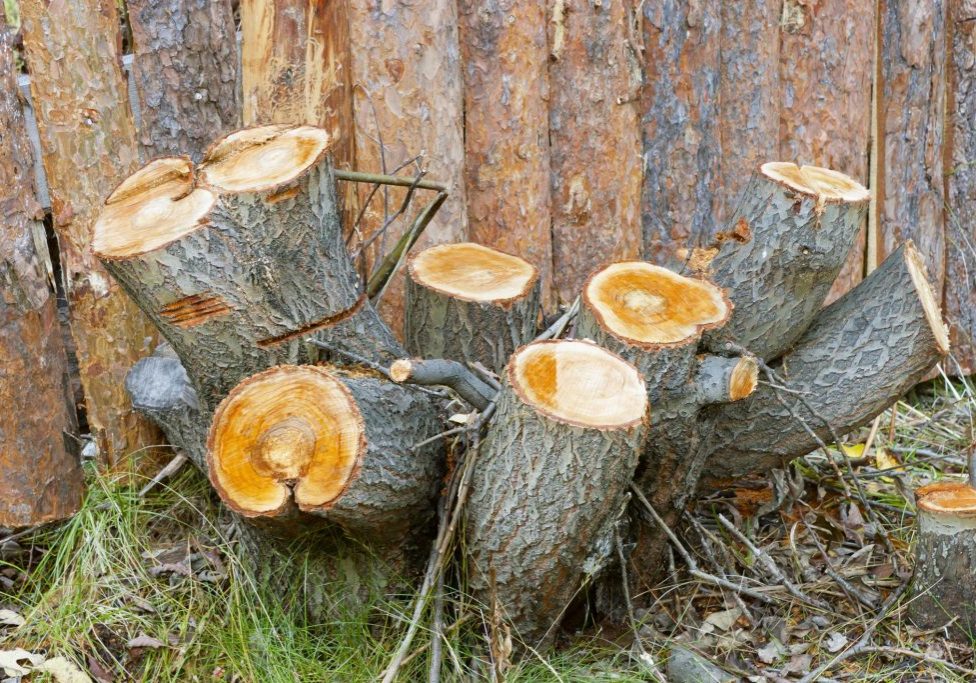 Norwalk Tree Service Pros - Stump Grinding 2